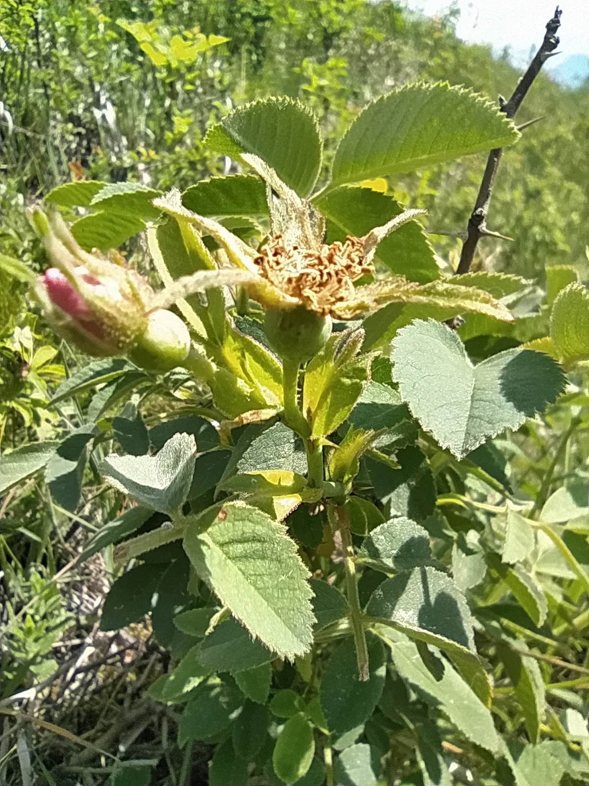 Imagem de Rosa silvestre