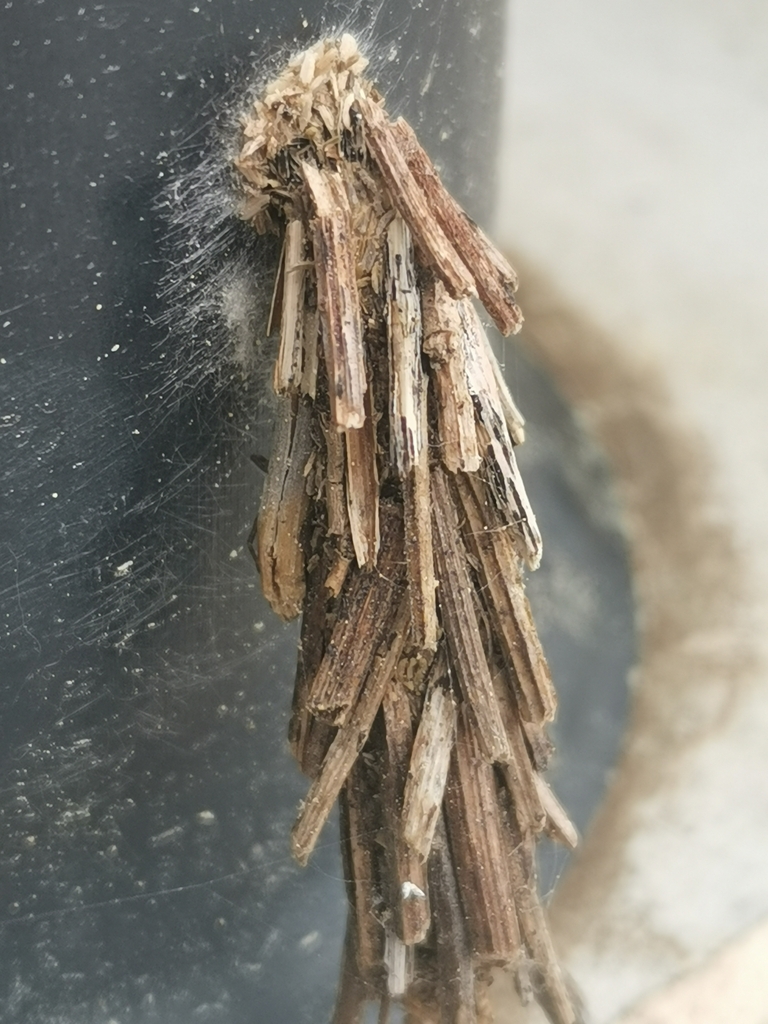 Black Sweep