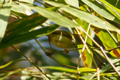 Anthreptes malacensis