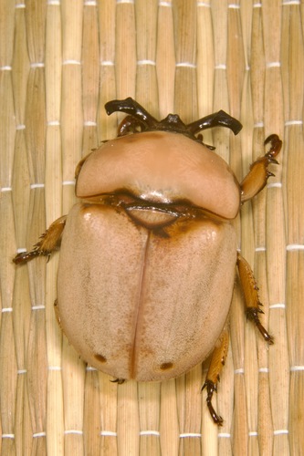 Dicaulocephalus feae