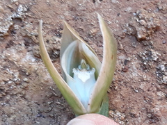 Chloraea membranacea