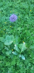 Allium aflatunense, photograph author not stated, no rights reserved
