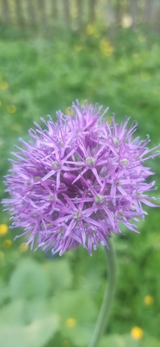 Persian onion (Allium aflatunense)
