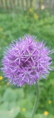 Ornamental Onion (Allium aflatunense)