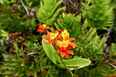 Epidendrum fulgens