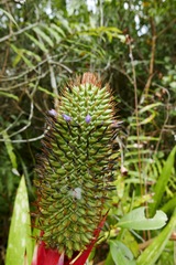Aechmea ornata