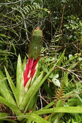 Aechmea ornata