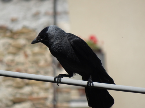 Grajilla occidental (Corvus monedula)