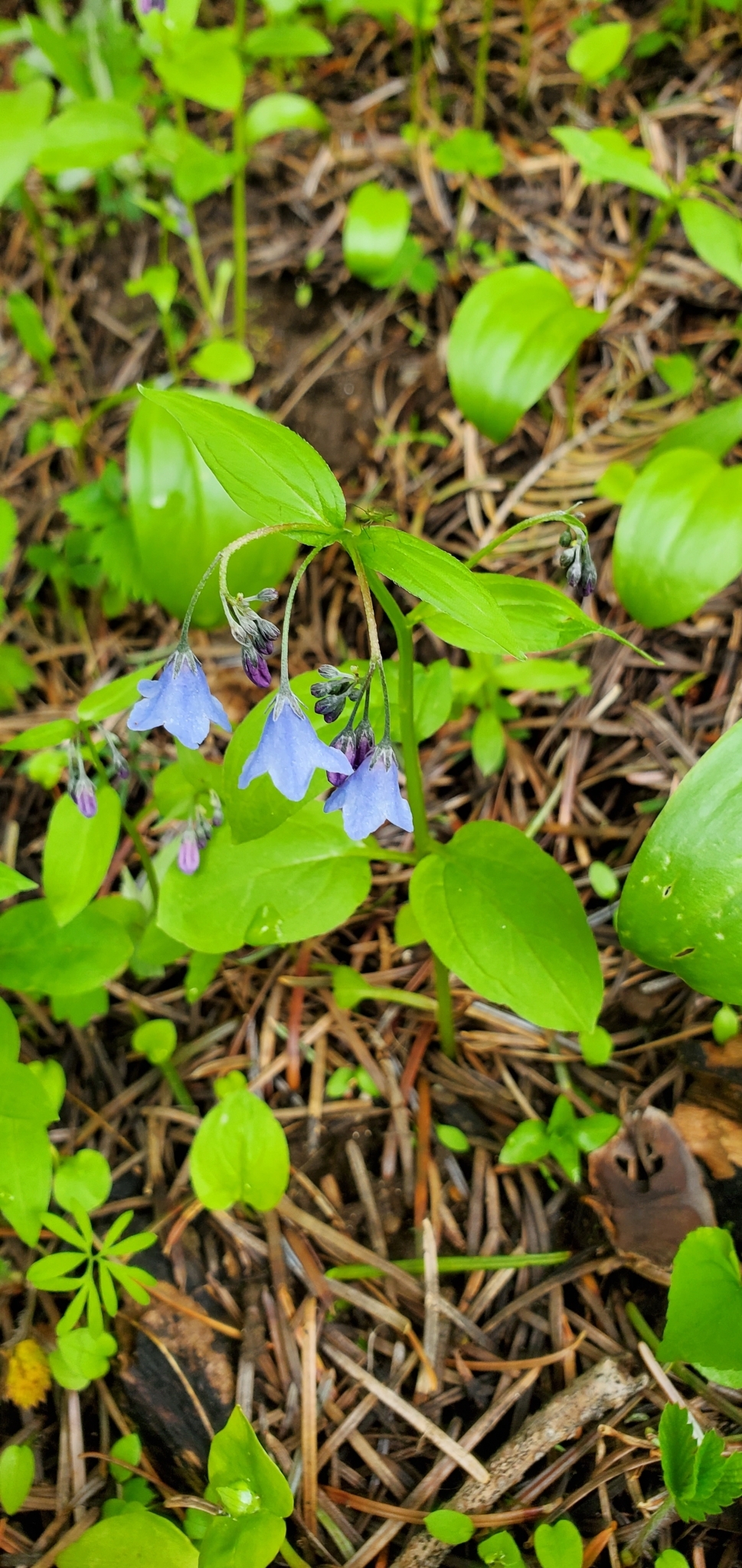 Imagem de Mertensia bella
