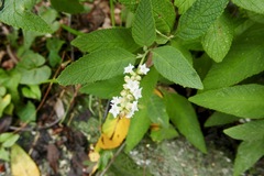 Varronia curassavica