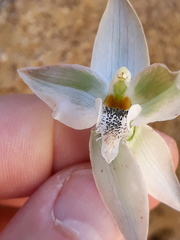 Chloraea membranacea