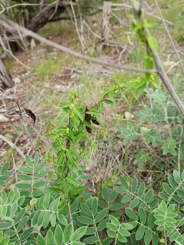 Image of Metastelma palmeri by (c) Jo Roberts, some rights reserved (CC BY)