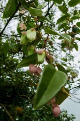 Passiflora mediterranea