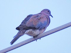 Streptopelia senegalensis