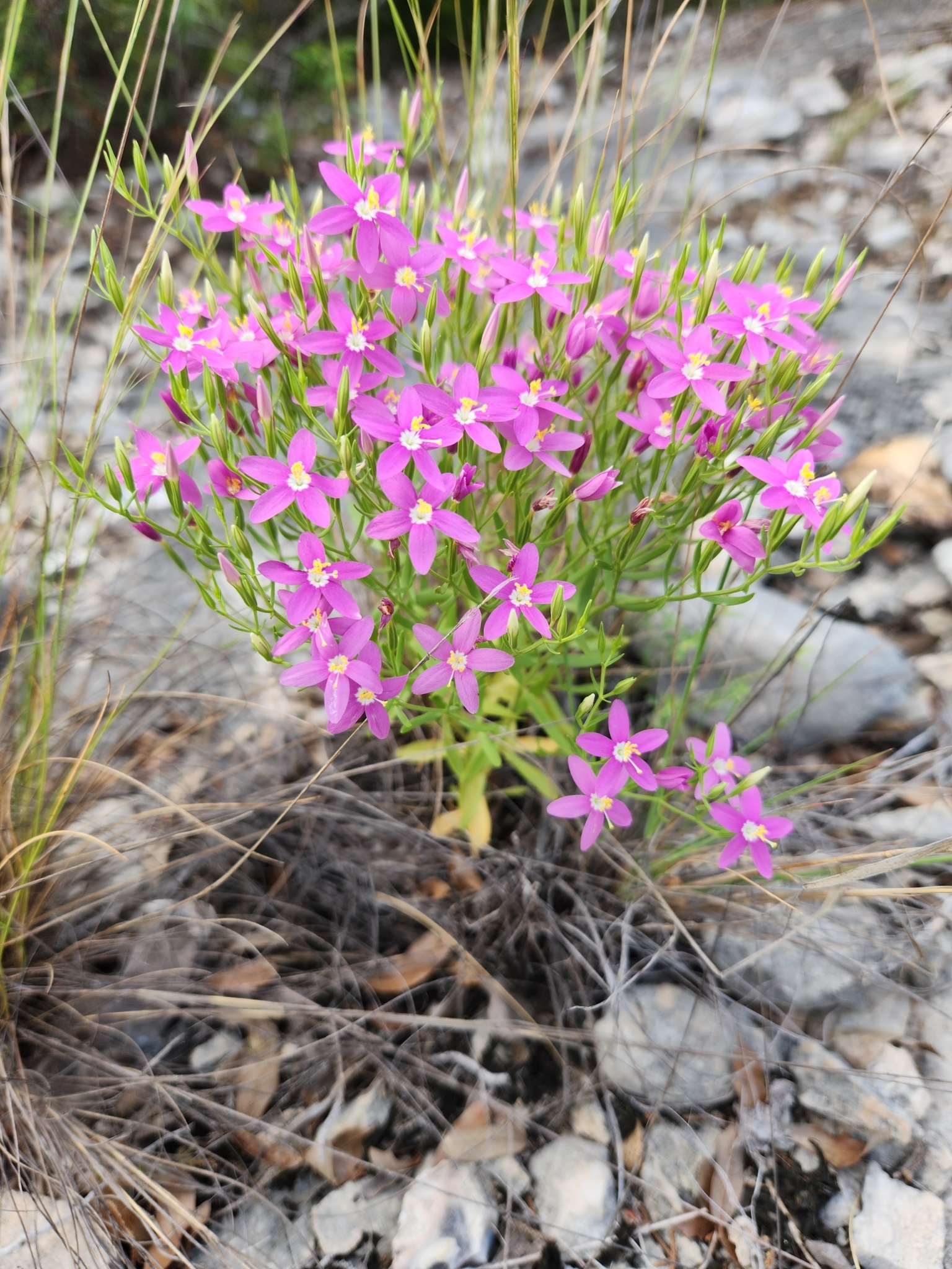 Zeltnera calycosa