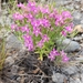 Buckley's Centaury - Photo (c) Jo Roberts, some rights reserved (CC BY), uploaded by Jo Roberts