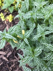 Lamium galeobdolon flavidum
