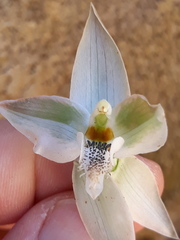 Chloraea membranacea
