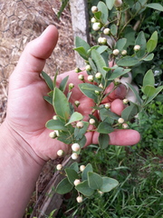 Campomanesia adamantium