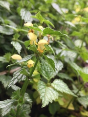 Lamium galeobdolon flavidum
