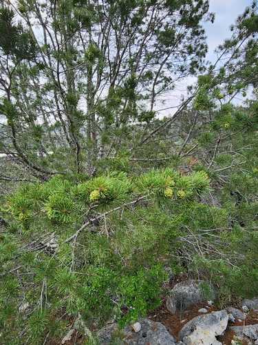 Image of Pinus remota by (c) Jo Roberts, some rights reserved (CC BY)