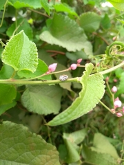 Membracis foliatafasciata