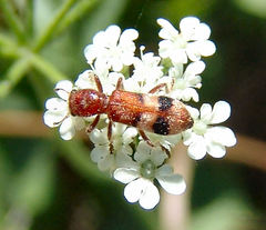 Enoclerus rosmarus