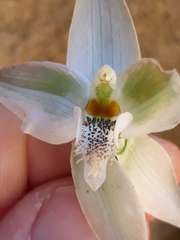 Chloraea membranacea
