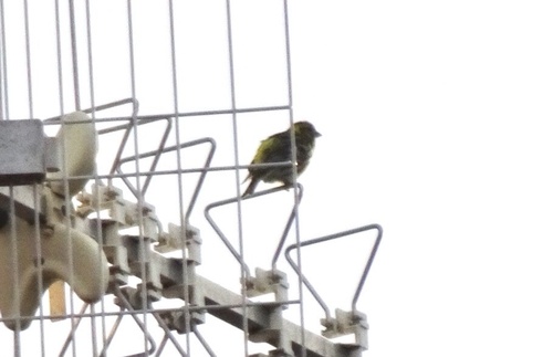 Serin cini