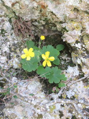 Ranunculus creticus