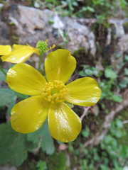 Ranunculus creticus