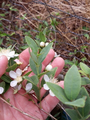 Campomanesia adamantium