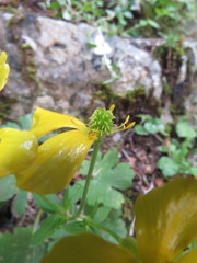 Ranunculus creticus