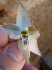 Chloraea membranacea
