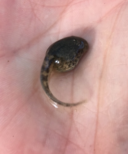 Alytes almogavarii