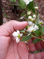 Campomanesia adamantium