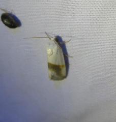 Ponometia virginalis