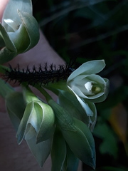 Chloraea membranacea