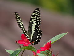 Papilio demodocus demodocus