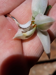 Chloraea membranacea