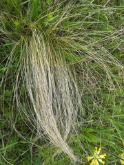 Stipa tirsa