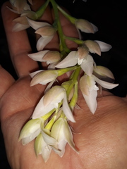 Chloraea membranacea