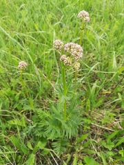 Valeriana rossica