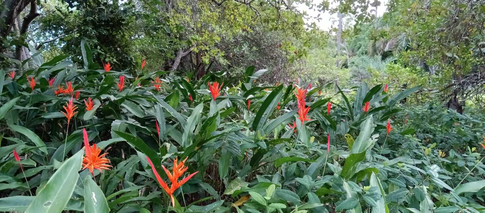 Heliconia psittacorum
