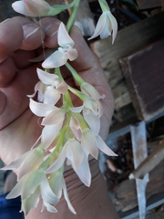 Chloraea membranacea