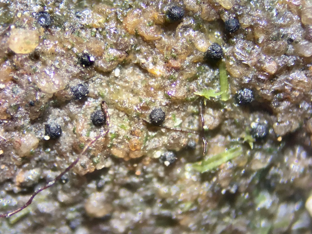 Agonimia gelatinosa
