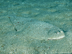 Solea senegalensis