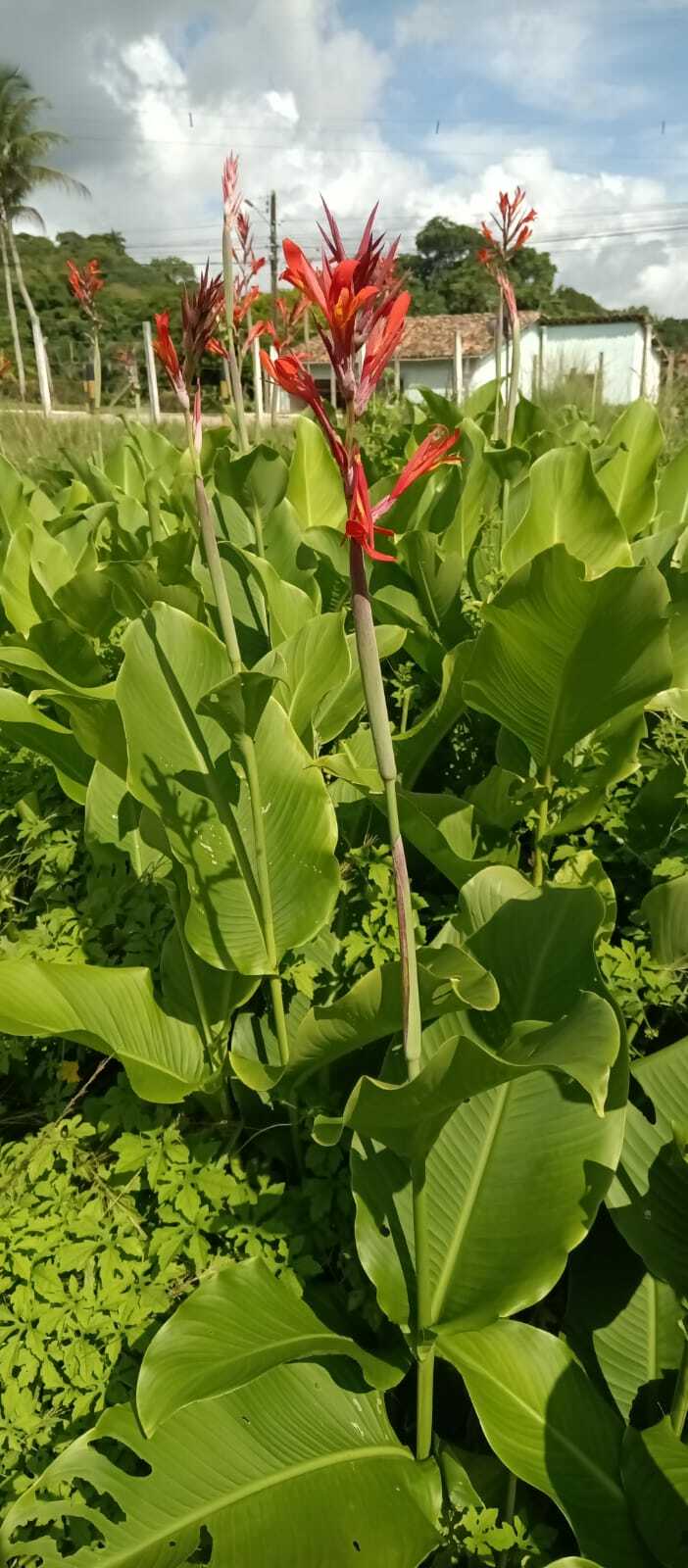 Canna indica