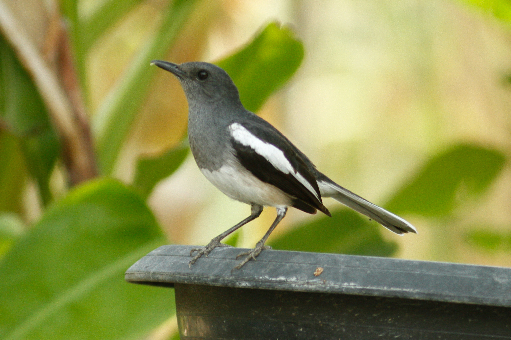 Oriental Magpie-Robin