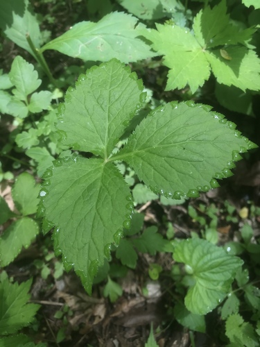 Canadian honewort (Cryptotaenia canadensis)